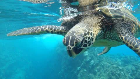 Tartarugas são encontradas mortas em praias de Santos e São Vicente - Imagem: reprodução Freepik
