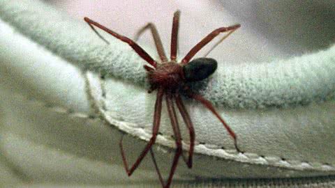 Aranha-marrom. - Imagem: Divulgação / Prefeitura de Curitiba