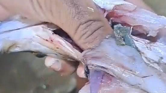 O caso destaca os perigos da poluição e o impacto do descarte inadequado de resíduos na vida marinha e nos ecossistemas locais - Imagem: Reprodução/ Redes Sociais