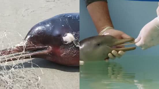 Animal estava em avançado estado de decomposição, segundo o Instituto Biopesca - Imagem: Instituto Biopesca/ CRAM/ Divulgação