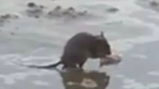Ratos na orla da praia - Imagem; Reprodução/ Redes Sociais